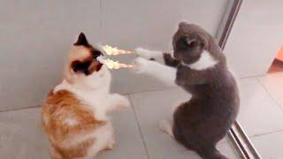 FUNNY CATS 2021 AND OTHER ANIMALS / 10 MINUTES OF LAUGHTER / FUNNY ANIMALS 2021 / THE BEST CAT JOKES