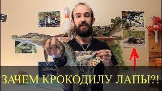 ЗАЧЕМ КРОКОДИЛУ ЛАПЫ?! Как тянуть крокодила за хвост?