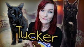 Fostering a Special Needs Cat named Tucker! | Munchie's Place