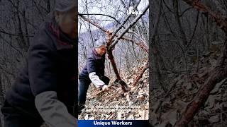 Secrets of sustainable forest picking- The workers do their job perfectly || #machine #shorts