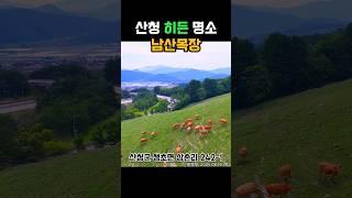 산청 히든 명소 남산목장 #산청군 #2025산청방문의해 #공보형 #목장  #한우 #산청여행 #경남여행 #자연풍경 #번식우 #번식우목장 #자연풍경 #방목 #kpop