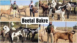 Imran Jhotwara’s Beetal Goats (Andul & Khassi) at FK Goat Farm Jaipur Rajasthan