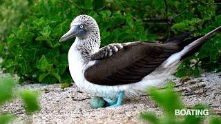 Galapagos - The Enchanted Isles