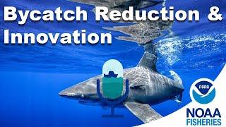 Reducing Bycatch Through Innovation