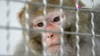 43 Research Monkeys On The Loose In South Carolina: A Wild Escape Story