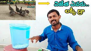 గిన్నీ కోడిపిల్లల లక్కీ డ్రా | విజేత  | @youngfarmeratoztelugu