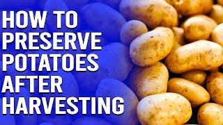 How to Preserve Potatoes After Harvesting - How To Cure Potatoes After Harvest