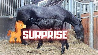 What a big surprise!!! Wow!!! I never expected this| A tribute to QueenUniek | Friesian Horses