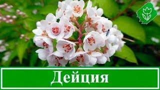  Кустарник дейция – посадка и уход, дейция шершавая – описание и пересадка