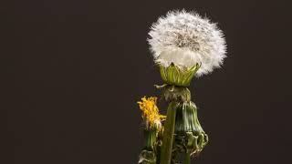 Time lapse Dandelion flower to seed head l HD l #shorts