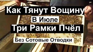 Пасека #87 Три рамки Пчёл а Вощину Тянут Быстро | Без сотовые Отводки | Пчеловодство