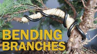 Bending Larger Bonsai Branches with Raffia