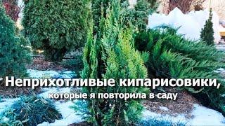 Неприхотливые сорта кипарисовиков, которые я повторила | Кипарисовики в саду