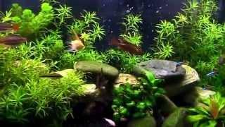 Freshwater or Tropical Planted Community Fish Tank - NO CO2