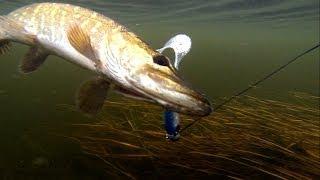 Pike fishing with lures: soft-bait & Lip Scull + dead bait. Рыбалка: щука на силикон и мертвую рыбу.