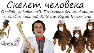 Скелет человека. Пояса конечностей, свободные конечности. Лекция и разбор заданий от Юрия Беллевича