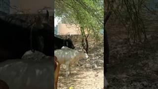 Ox Remarks: Moo-dy Conversations with a Cow