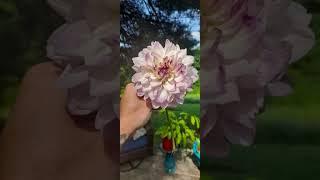 Moonlight hill flower farm LLC
