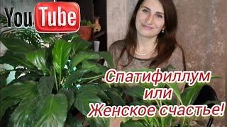 СПАТИФИЛЛУМ или Женское счастье! ДЕЛЮСЬ своими секретами ухода!