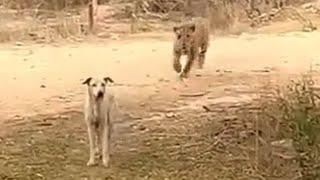 Leopard  attack dog  || dog vs leopard