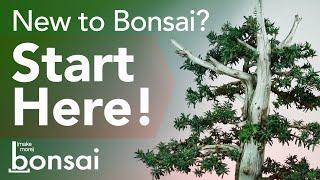 Elements of a Bonsai Tree - Make More Bonsai