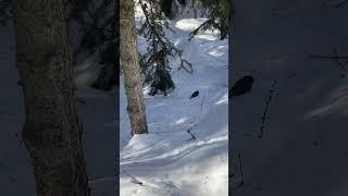 This sweet little birdie is enjoying his time in picking up some birch seeds.