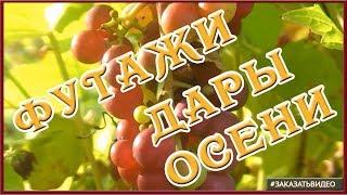  Осень   Осенние Футажи HD  Натуральные видеофоны Дары осени