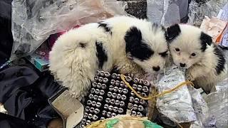 In -10°C, two poor puppies curled up in the garbage, crying and looking for their mother