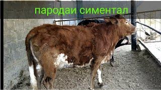 Пародаи симентал. Парвариши чорво дар Тоҷикистон.