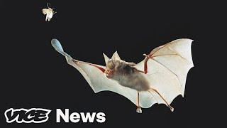 Scientists Are Tracking Coronavirus — From Bats to New Yorkers