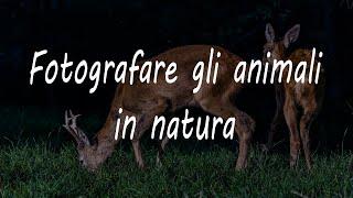 Fotografare gli animali in natura