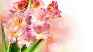 гладиолусы- уход и посадка/gladiolus - planting and cultivating