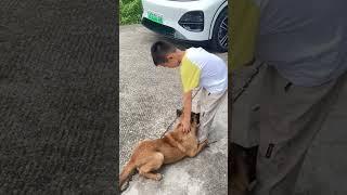 chú chó ôm chân cậu chỉ vì muốn cậu chủ ở nhà chơ