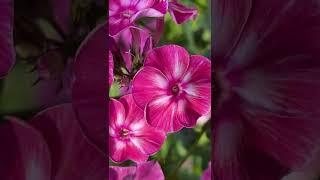КАК ПРОДЛИТЬ ЦВЕТЕНИЕ ФЛОКСОВ