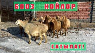 Дыйкандан БООЗ КОЙЛОР сатылат 