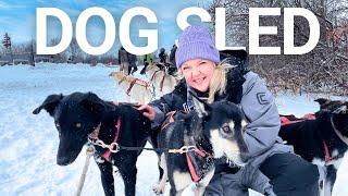 Sled Dogs: The Most Extreme Distance Athletes in Canada