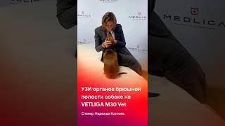 Мастер-класс по УЗИ органов брюшной полости собаке VETLIGA M30Vet @vet_liga #short #shorts #tiktok