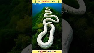 Side Winder snake #shortsfeed #shorts #viralvideo #trending #snake #facts #fact #ytshorts #youtube