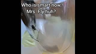 "My Pet Fly"