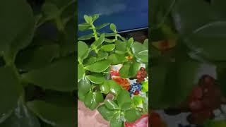 Денежное дерево благополучия Цветы для души #крассула #толстянка #выращиваем #цветы #цветоводство