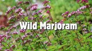 Wild marjoram/ Oregano identification