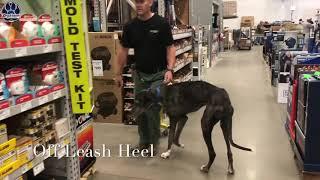 1 Year Old Great Dane "Diesel" - Before & After - 2 Week Board and Train