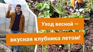 Уход за клубникой весной — готовим её к плодоношению правильно