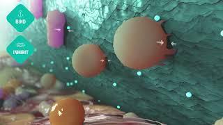 Sorbact® Technology Mode of Action – The power of safe wound infection management. [USA]