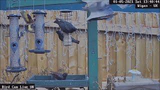 WOW!!! Bullet like Sparrowhawk VS Goldfinch & Starlings