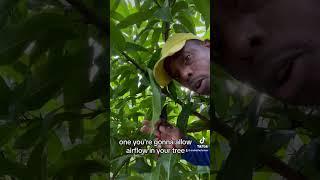 How to harvest mango leaves for tea #mangoleaves