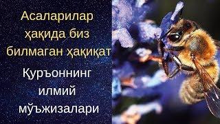 Асаларилар ҳақида биз билмаган ҳақиқат/Қуръоннинг илмий мўъжизалари/Asalarilar