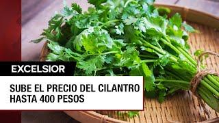 Golpe al bolsillo: ¿Por qué subió en México el precio del cilantro?