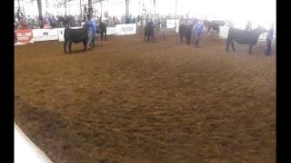 Aberdeen American News Videos Live Stream