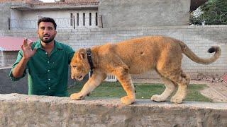 Lion Swimming Pool Ki Diwar Par Char Gya 